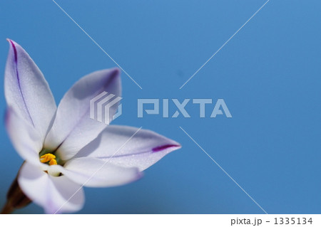 ニラバナ 1335134