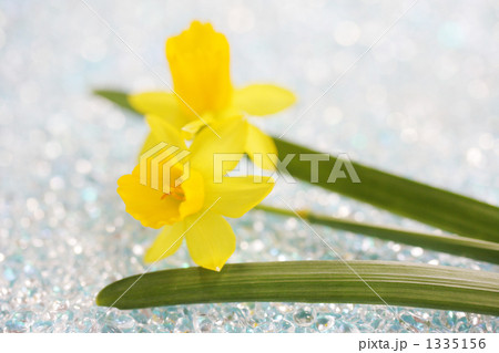 Daffodil-12 1335156