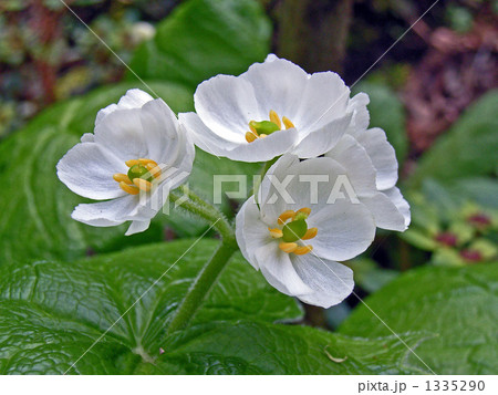 白く可憐なサンカヨウ 1335290