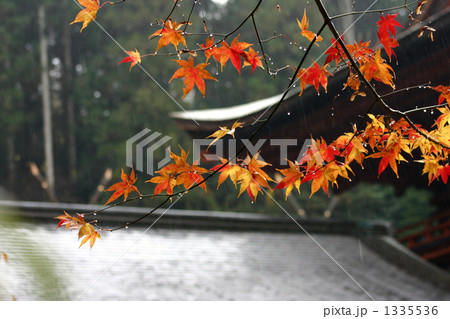 紅葉に雨がふりしきる神社 1335536