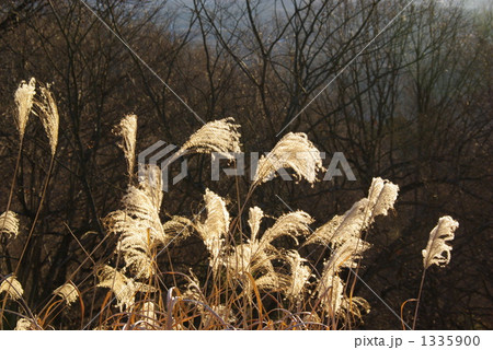 山頂のススキ 1335900