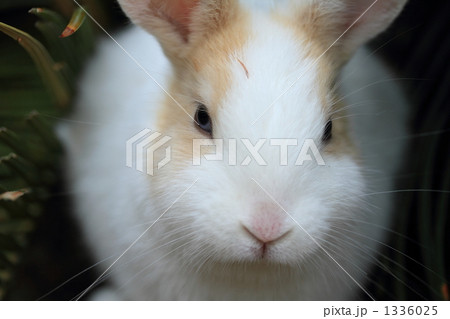 仔うた 仔うた 1336025