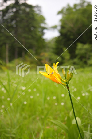 ニッコウキズゲ 1336195