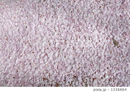 花びらの絨毯 1336664