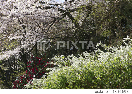 満開の石楠花と雪柳と散りゆく桜 満開の石楠花と雪柳と散りゆく桜 1336698