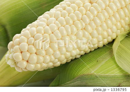 もぎたてのトウモロコシ 1336795
