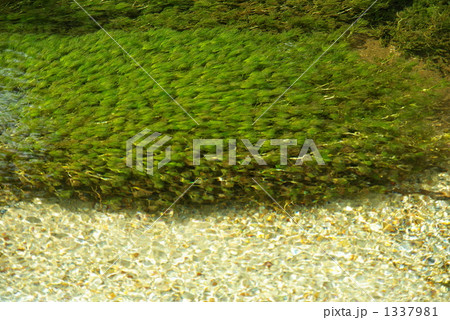 上高地の田代湖で撮影した水草 1337981