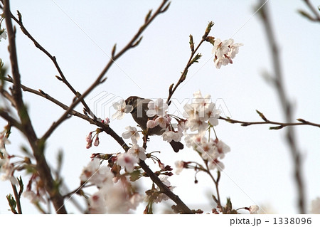 花びらごと蜜を吸う雀 花びらごと蜜を吸う雀 1338096