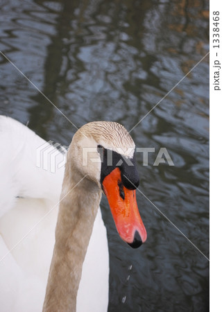 水の滴るいい白鳥 1338468
