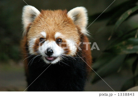 レッサーパンダ 1338843