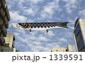 鯉のぼり 1339591