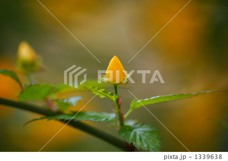 やまぶきの蕾 やまぶきの蕾 1339638