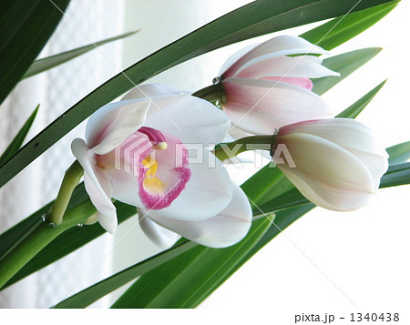 白のシンビジウム 1340438