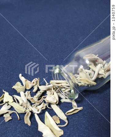 セージの葉 1340759