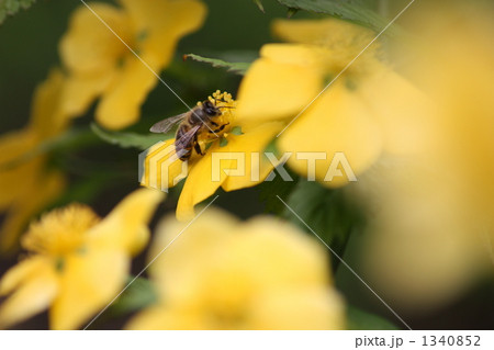 ハチと山吹の花 ハチと山吹の花 1340852