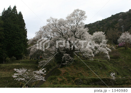 奈良県宇陀市仏隆寺の千年桜　 1340980