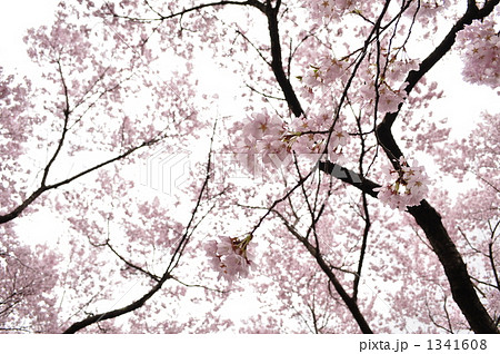 高遠小彼岸桜 04 1341608