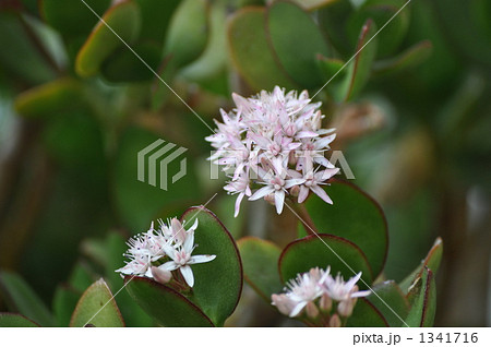 かねのなるき 1341716