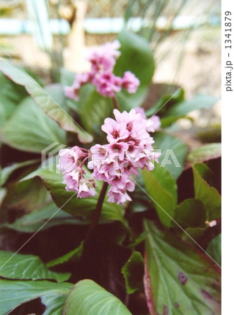 ヒマラヤユキノシタ・・・その一 ヒマラヤユキノシタ・・・その一 1341879