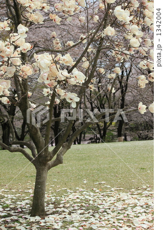 フィナーレ 1342004