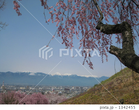残雪の北アルプスと桜 残雪の北アルプスと桜 1342455