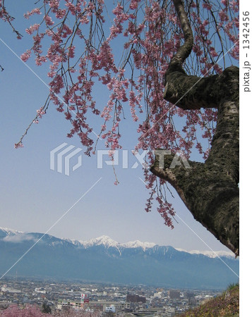 残雪の北アルプスと桜 1342456