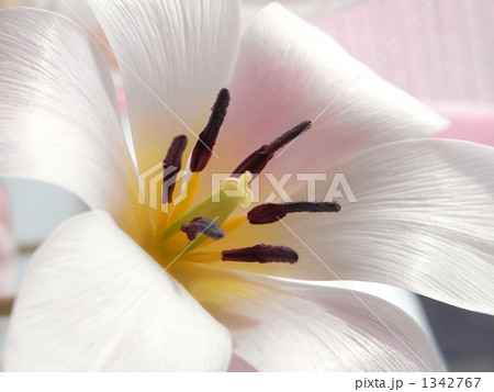 チューリップの貴婦人 1342767