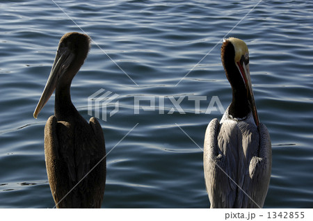 二羽のペリカン 1342855
