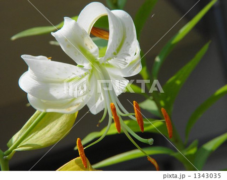 08月　カノコユリ・ユリ科07 1343035