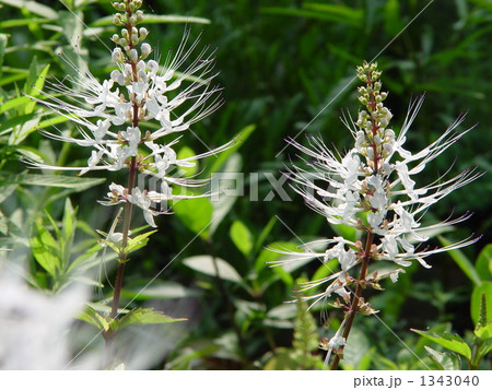 08月　キャッツウィスカー・シソ科07 1343040