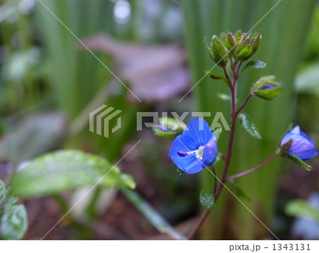 ベロニカオックスフォードブルー 1343131