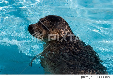 ゼニガタアザラシ 1343369