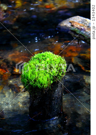 朽木に生える苔 朽木に生える苔 1343402