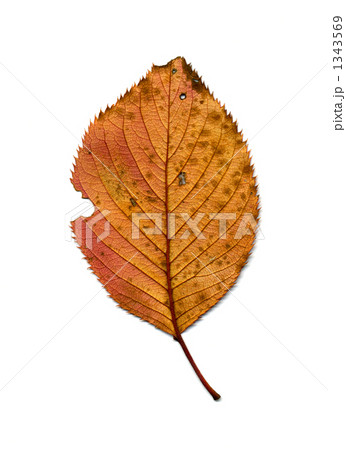 サクラの押し葉（裏） 1343569