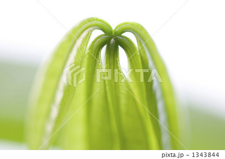 葉を広げ 1343844