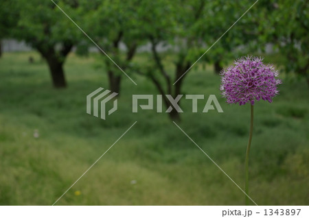 アリウム・ギガンチウム 花葱 1343897