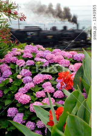 紫陽花とＳＬ 1343955