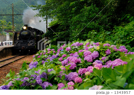 アジサイとＳＬ 1343957