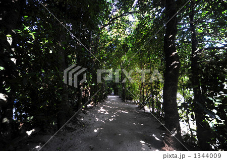 フクギ並木 フクギ並木 1344009