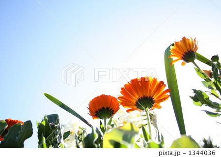 青空と花 1344036