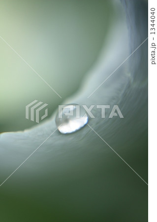 水玉 水玉 1344040