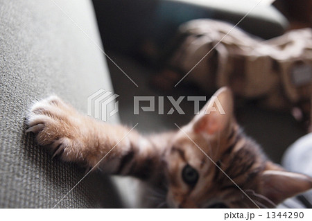 ねこのて 1344290