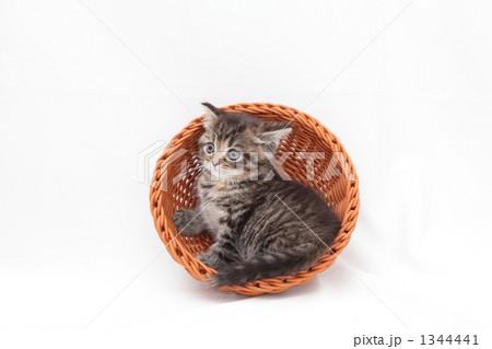 カゴの中で休む仔猫 1344441
