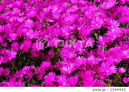 マツバキク　花　赤 1344442