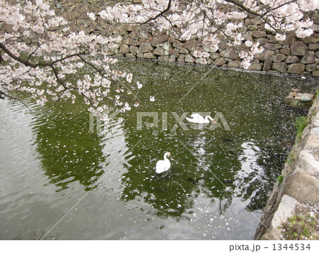桜咲く松本城　お堀の白鳥 1344534