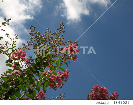 サルスベリと夏空 1345025