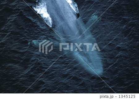 鯨 シロナガスクジラ クジラの写真素材
