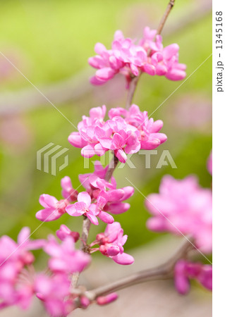 春の花花蘇芳 1345168