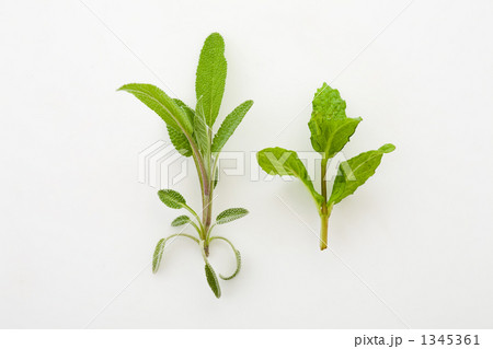 セージとミント セージとミント 1345361