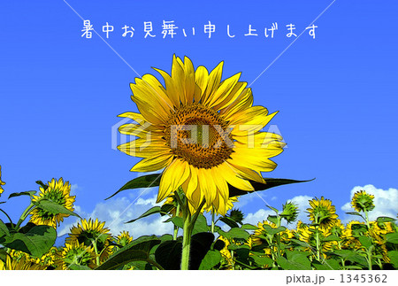 暑中見舞い 1345362